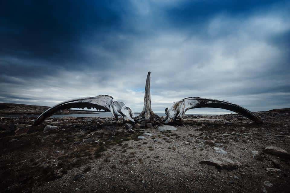 Whale bones, left over from a past hunt
