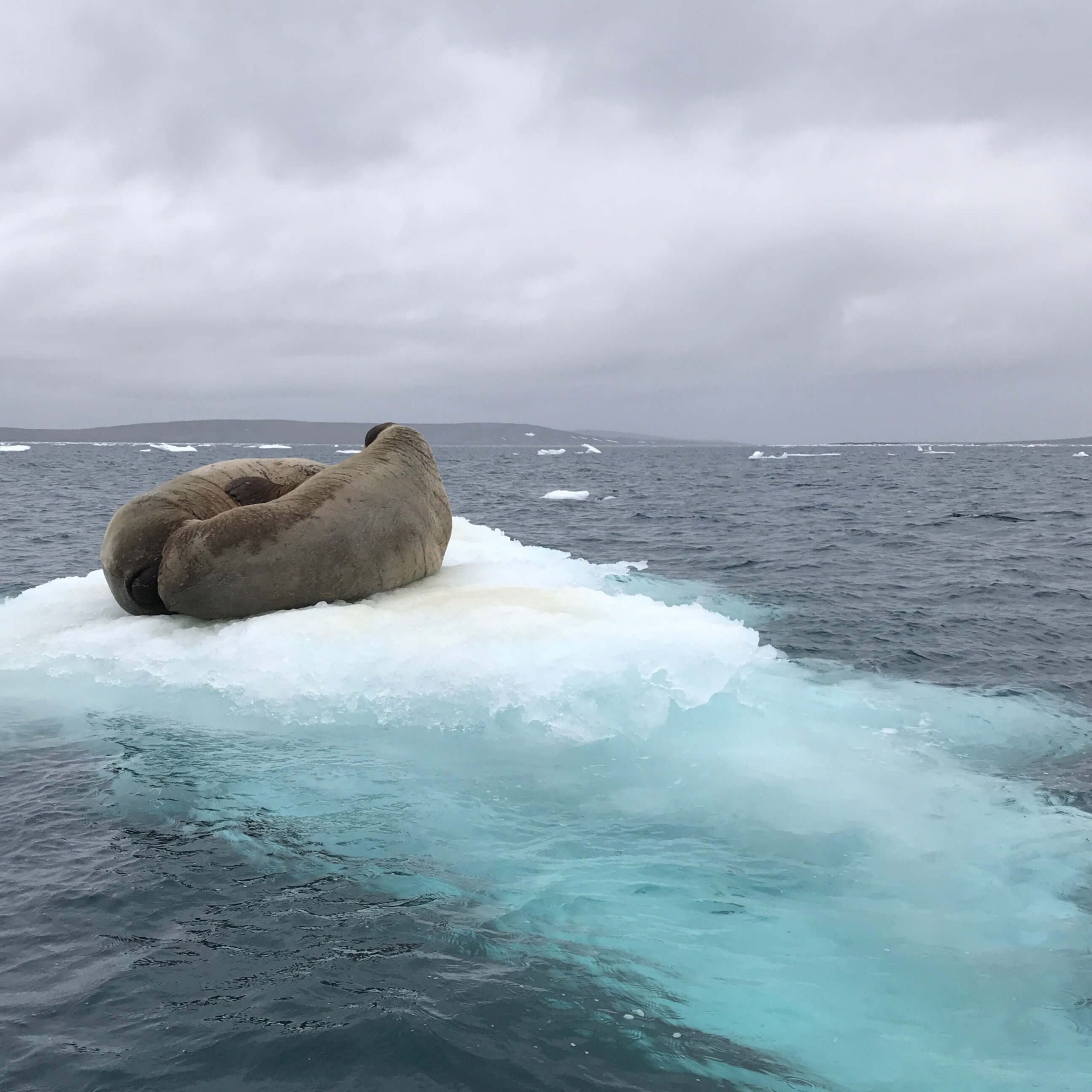 Walrus Hunting Package Arctic Wilderness Guiding And Outfitting