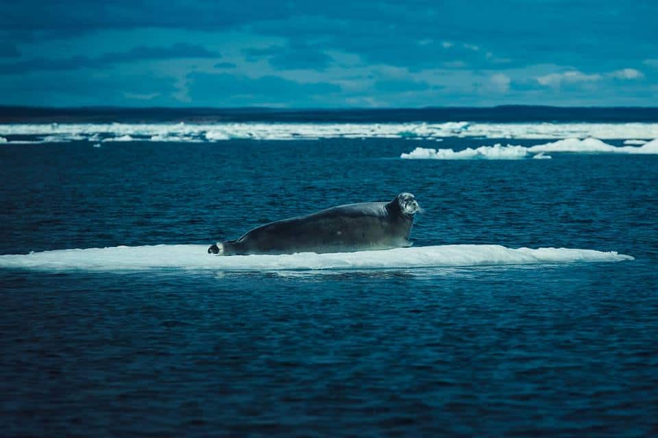 Large seal resting on ice floe